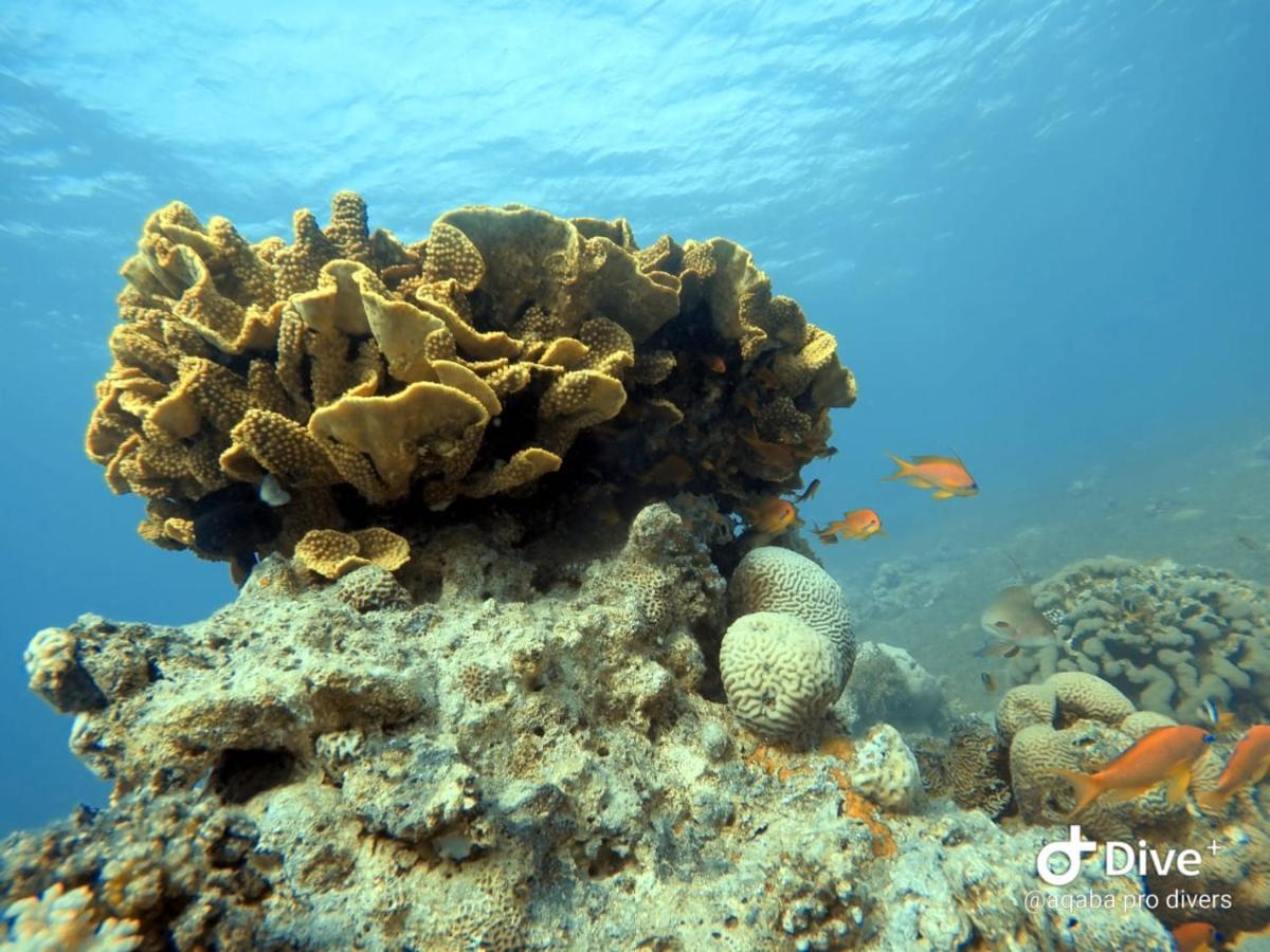 Aqaba Pro Divers Bagian luar foto