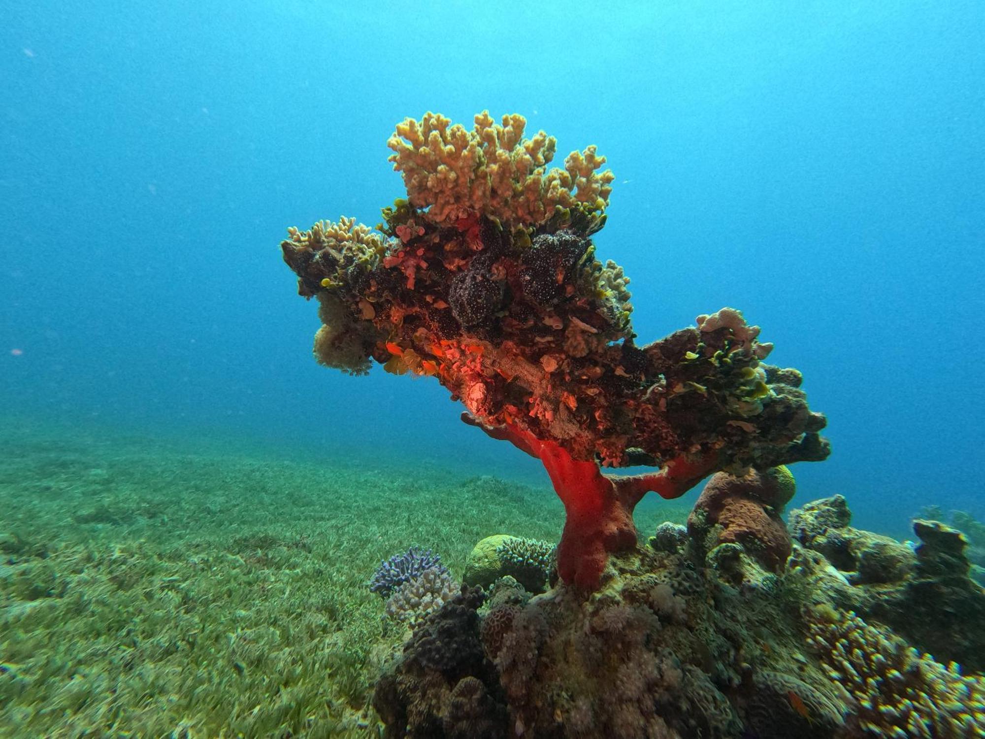 Aqaba Pro Divers Bagian luar foto