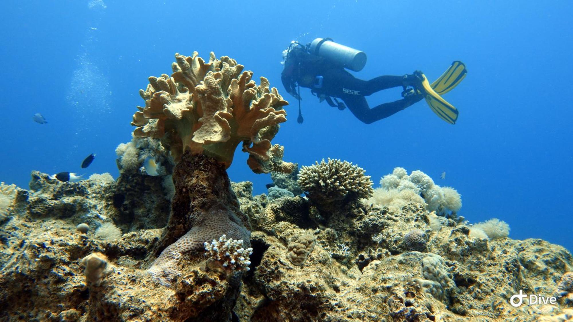 Aqaba Pro Divers Bagian luar foto