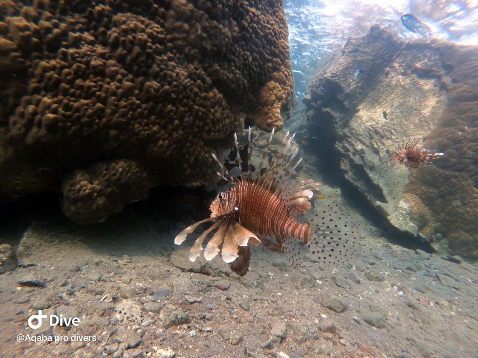 Aqaba Pro Divers Bagian luar foto