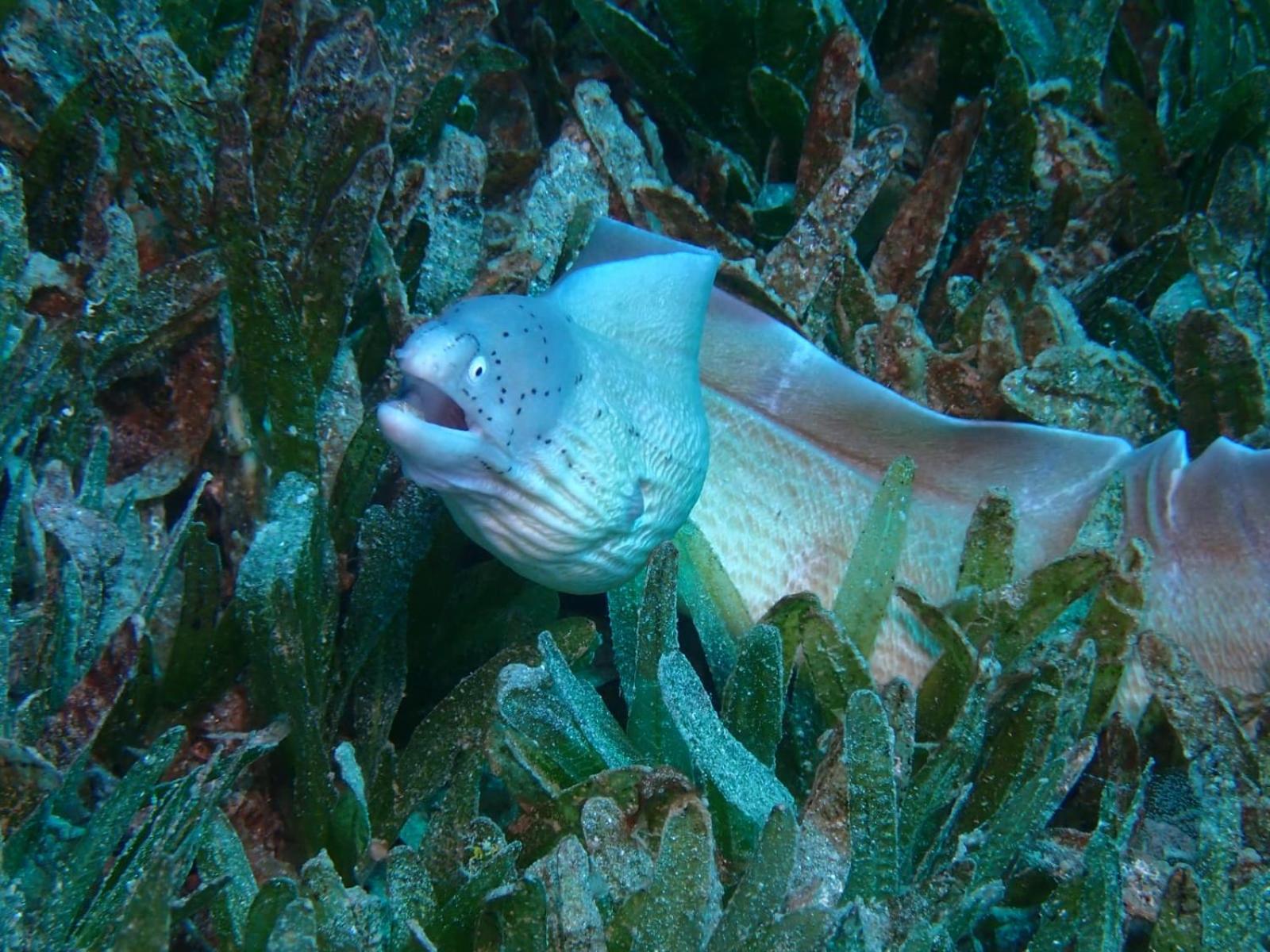 Aqaba Pro Divers Bagian luar foto