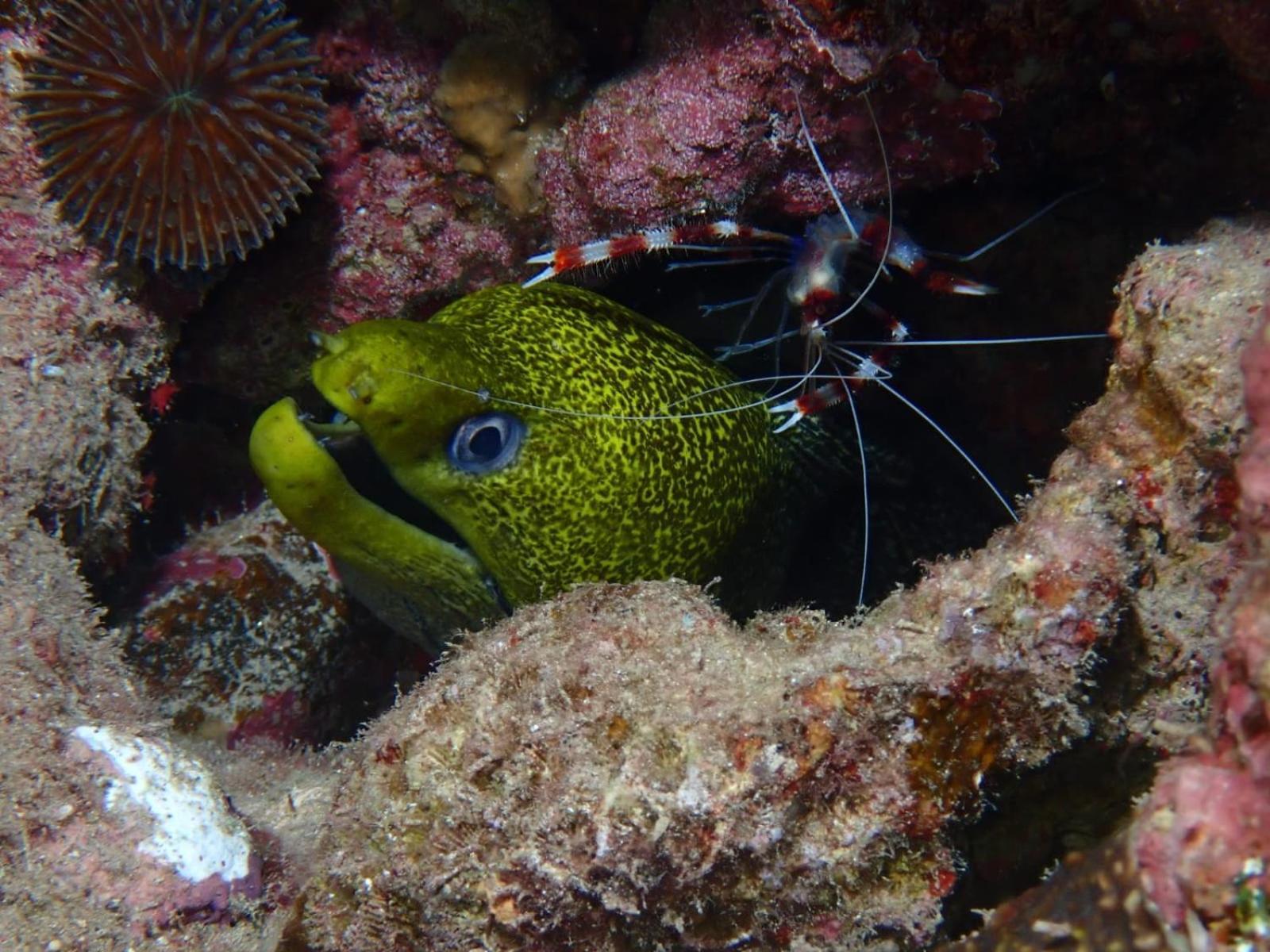 Aqaba Pro Divers Bagian luar foto